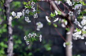 شکوفه های بهاری در ساوه