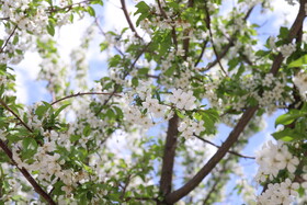 شکوفه های بهاری در ساوه