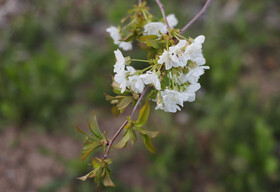 شکوفه های بهاری در ساوه