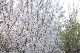 شکوفه های بهاری در ساوه