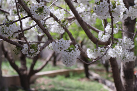 شکوفه های بهاری در ساوه