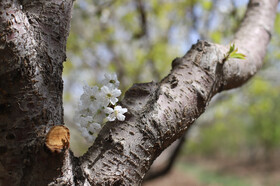 شکوفه های بهاری در ساوه