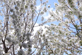 شکوفه های بهاری در ساوه