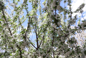 شکوفه های بهاری در ساوه