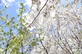 شکوفه های بهاری در ساوه