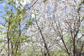 شکوفه های بهاری در ساوه