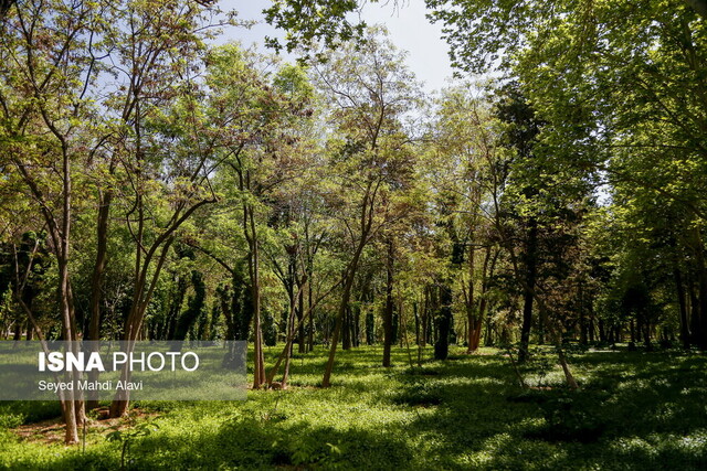 عکس آرشیوی است موافقت شورای شهر با باغ بودن ۹ پلاک ثبتی در تهران