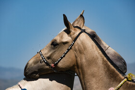 عجین بودن اسب با فرهنگ ترکمن در خراسان شمالی