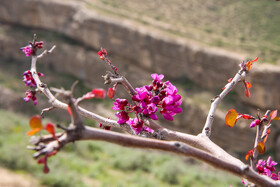 دره چریک درگز - استان خراسان رضوی