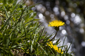 ارتفاعات برفچال، شهرستان مینودشت - استان گلستان