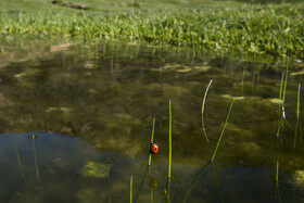 ارتفاعات برفچال، شهرستان مینودشت - استان گلستان