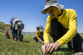 گردشگران درارتفاعات برفچال، شهرستان مینودشت - استان گلستان