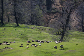 پرورش دام در ارتفاعات برفچال، شهرستان مینودشت - استان گلستان