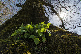 ارتفاعات برفچال، شهرستان مینودشت - استان گلستان