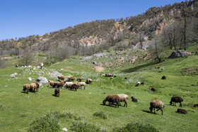 پرورش دام در ارتفاعات برفچال، شهرستان مینودشت - استان گلستان