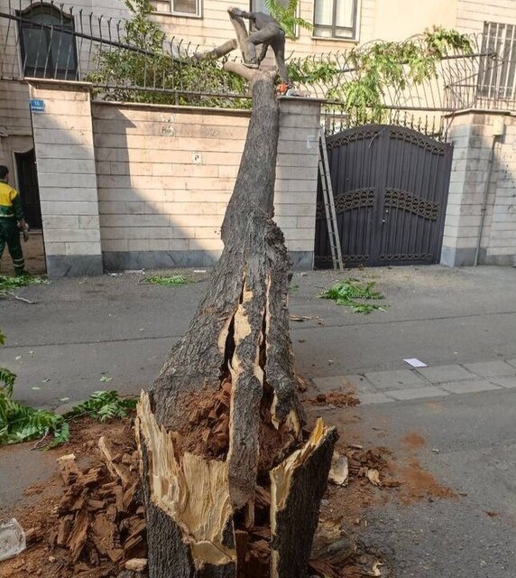 عکس دریافتی از سایت شهر. چرا برخی درختان در محدوده باغموزه قصر قطع شدهاند؟