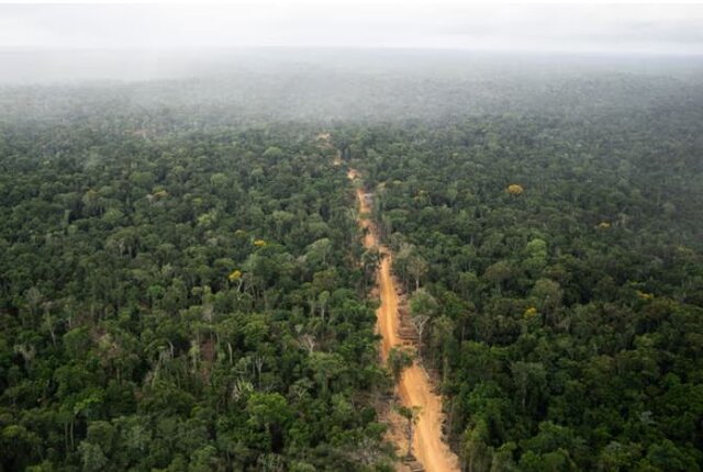 «جادههای ارواح» یکی از جدیترین تهدیدات برای جنگلهای استوایی در دنیا هستند/عکس: گاردین عصر یک انقراض؛ وقتی «جادههای ارواح» قربانی میگیرند