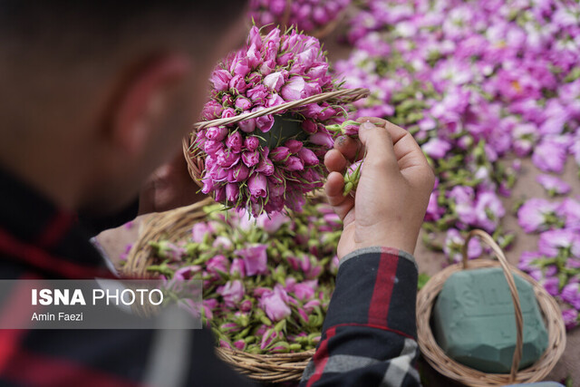 میتوان با ارزآوری حاصل از گُل در برابر صادرات نفت افق گشایی کرد