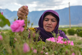 جشنواره گل و گلابگیری میمند - استان فارس