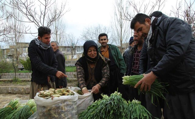 تزئین سفره ارگانیک این روزهای کردستانیها با گیاهان کوهستانی