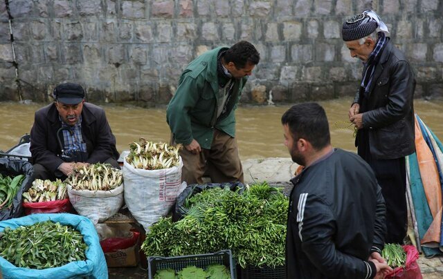 تزئین سفره ارگانیک این روزهای کردستانیها با گیاهان کوهستانی