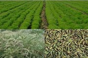 سطح کشت گیاهان دارویی خراسان‌شمالی تا پایان برنامه هفتم به بیش از ۱۱ هزار هکتار می‌رسد