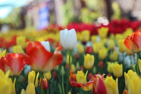 جشنواره گل های لاله آسارا - استان البرز