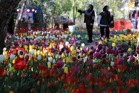 جشنواره گل های لاله آسارا - استان البرز
