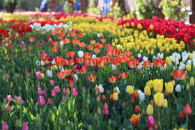 جشنواره گل های لاله آسارا - استان البرز