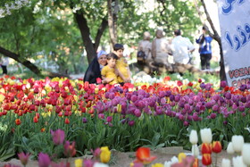جشنواره گل های لاله آسارا - استان البرز