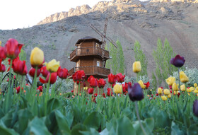 جشنواره گل های لاله آسارا - استان البرز