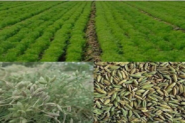 رتبه اول آذربایجانغربی در تنوع گونههای گیاهان دارویی در سطح کشور رتبه اول آذربایجانغربی در تنوع گونههای گیاهان دارویی در سطح کشور