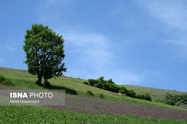 آغاز برداشت گیاه دارویی گل گاوزبان در شهرستان مرزی آستارا