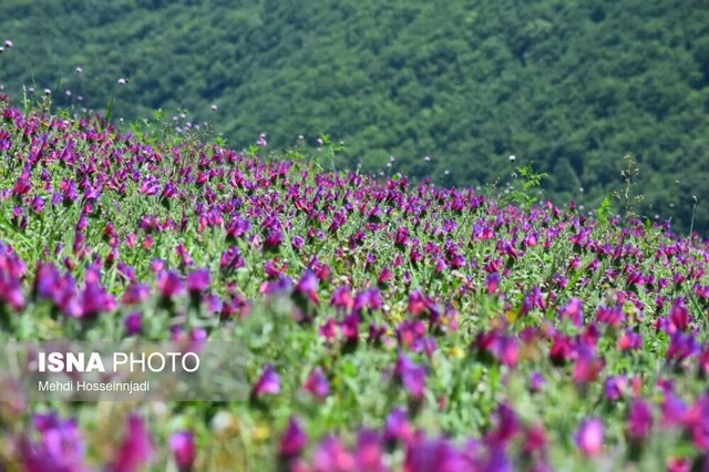 آغاز برداشت گیاه دارویی گل گاوزبان در شهرستان مرزی آستارا