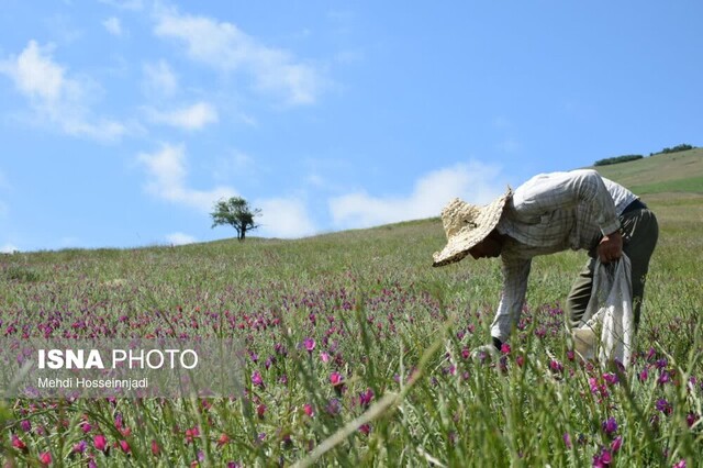 آغاز برداشت گیاه دارویی گل گاوزبان در شهرستان مرزی آستارا