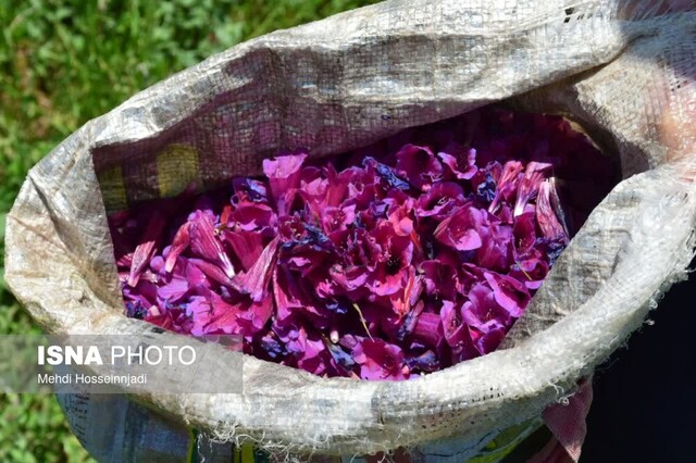 آغاز برداشت گیاه دارویی گل گاوزبان در شهرستان مرزی آستارا