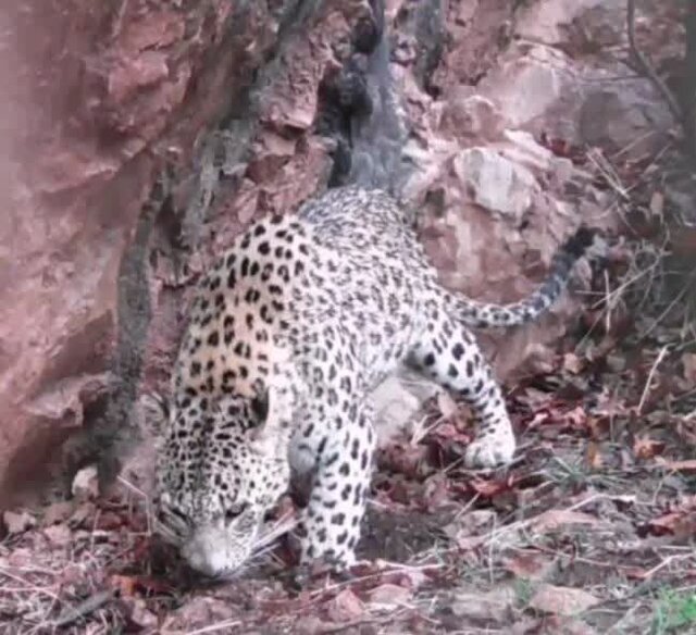 علّت تغییر رویکرد احتمالی اسرائیل در برابر حماس/ امنترین نقطه دریایی در سطح جهان