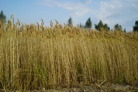 خرید تضمینی گندم در آذربایجان شرقی آغاز شد