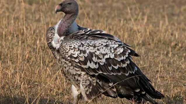 کرکس دال روپل پرندهای که تا ارتفاع بیش از ۱۱ هزار متری پرواز میکند