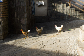 روستای ساسنگ - استان گلستان