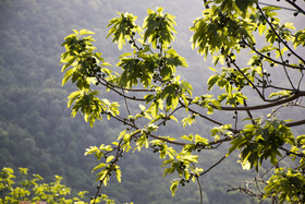 روستای ساسنگ - استان گلستان