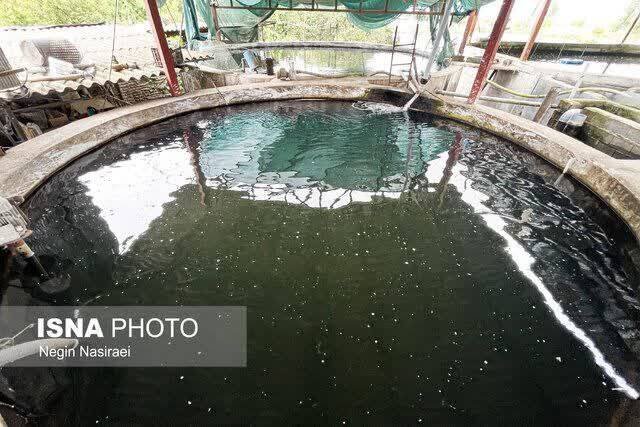 هدف گذاری شیلات گیلان بر روی توسعه آبزی پروری با تکنولوژیهای برتر هدف گذاری شیلات گیلان بر روی توسعه آبزی پروری با تکنولوژیهای برتر