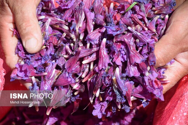 گیاهانی دارویی فرصتی برای سبز شدن جوانه های اقتصاد در گلستان