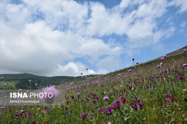 عکس تزئینی است از افزایش سطح زیرکشت گیاهان دارویی تا آغاز پرورش ماهیان سردآبی در فارس