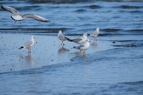 پرندگان در تالاب استیل آستار