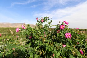 برداشت گل محمدی از باغات بهار