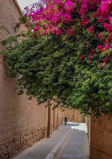 از دلبری بهارنارنج تا اردیبهشتِ عاشقی در بهارِ شیراز