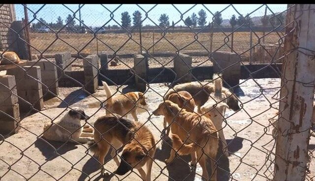 مرکز بزرگ نگهداری سگهای ولگرد زیر نظر شهرداری ایلام ایجاد شود مرکز بزرگ نگهداری سگهای ولگرد زیر نظر شهرداری ایلام ایجاد شود