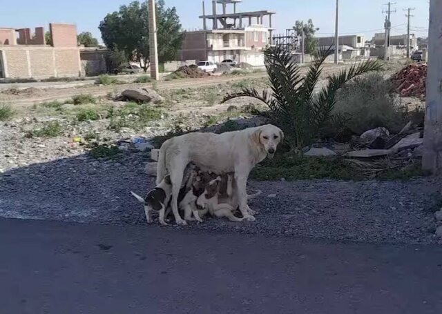 زنگ خطر سگهای بلاصاحب و صاحبدار در جنوب کرمان به صدا در آمده است