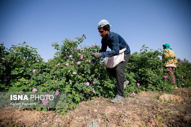 کشت گل محمدی در کوهسرخ زمینهساز ایجاد اشتغال و درآمدزایی کشت گل محمدی در کوهسرخ زمینهساز ایجاد اشتغال و درآمدزایی